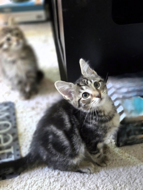 Charles, a Domestic Short Hair (short coat) cat for adoption in Herndon, VA