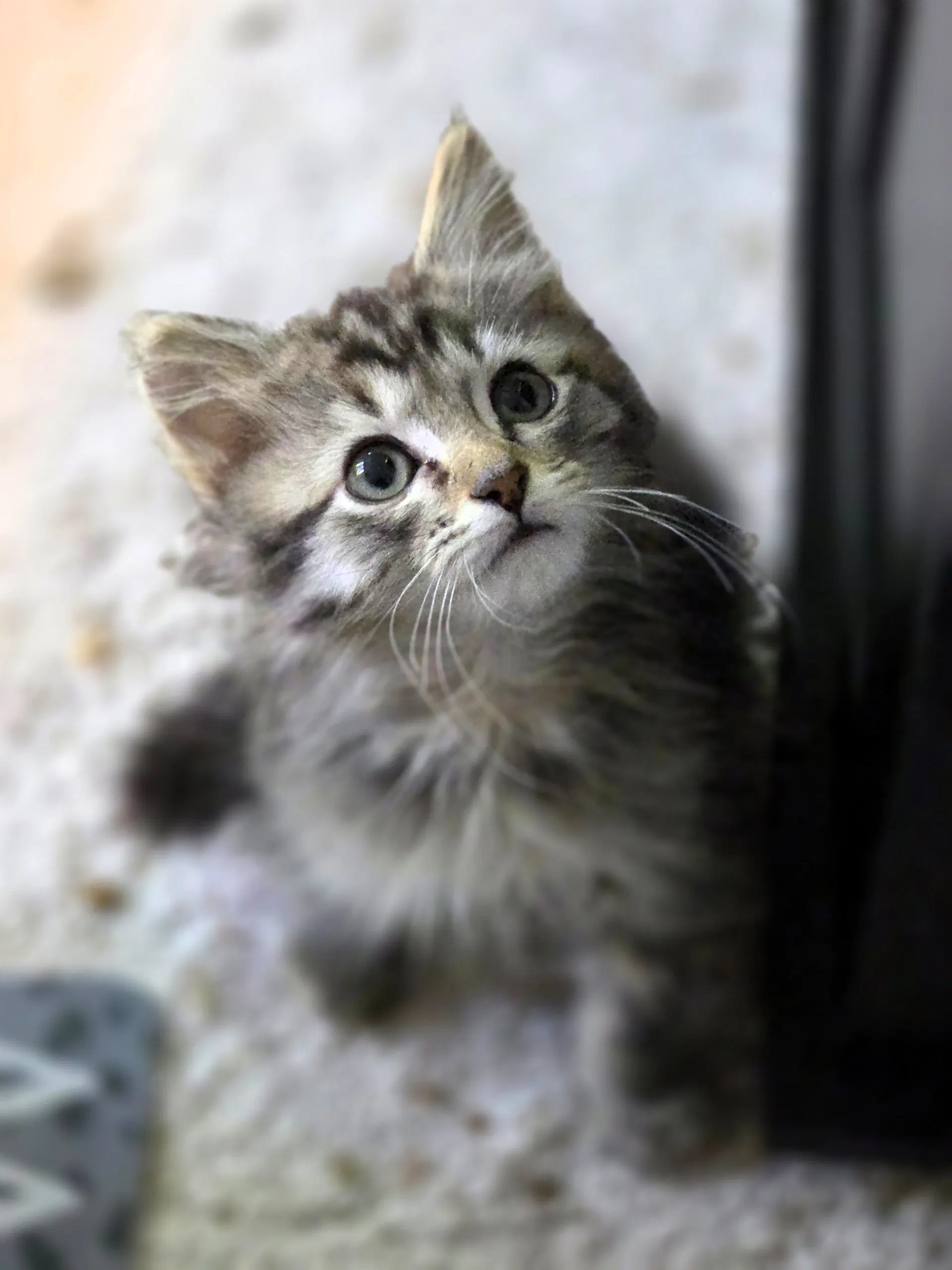 Dave - Domestic Short Hair
