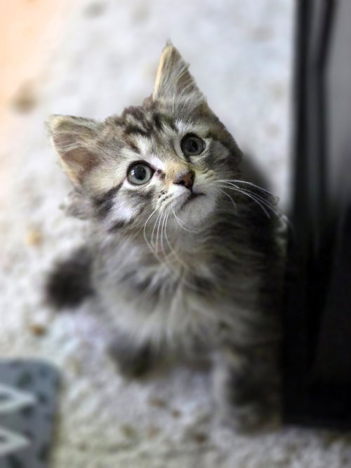 Dave, a Domestic Short Hair (short coat) cat for adoption in Herndon, VA