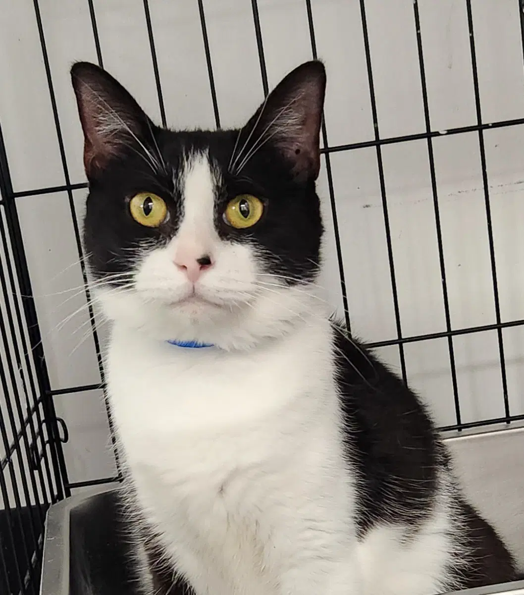 Velcro - Domestic Short Hair
