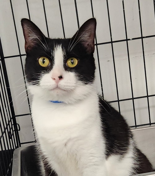 Velcro, a Domestic Short Hair (short coat) cat for adoption in Herndon, VA, photo 1 of 2