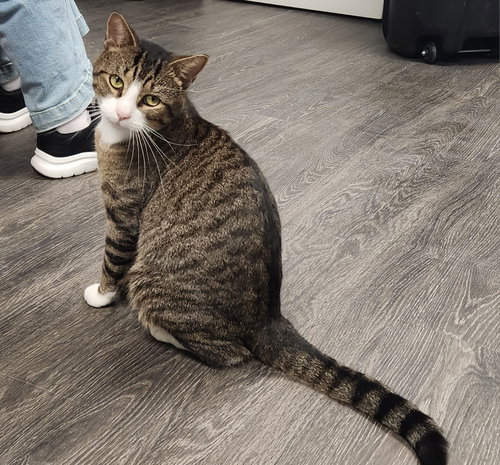 Jack Skellington, a Domestic Short Hair (short coat) cat for adoption in Herndon, VA, photo 1 of 3