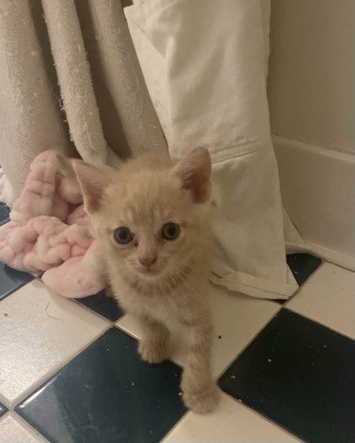 Tater, a Domestic Short Hair (short coat) cat for adoption in Herndon, VA