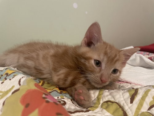 Hash Bee, a Domestic Short Hair (short coat) cat for adoption in Herndon, VA, photo 1 of 2