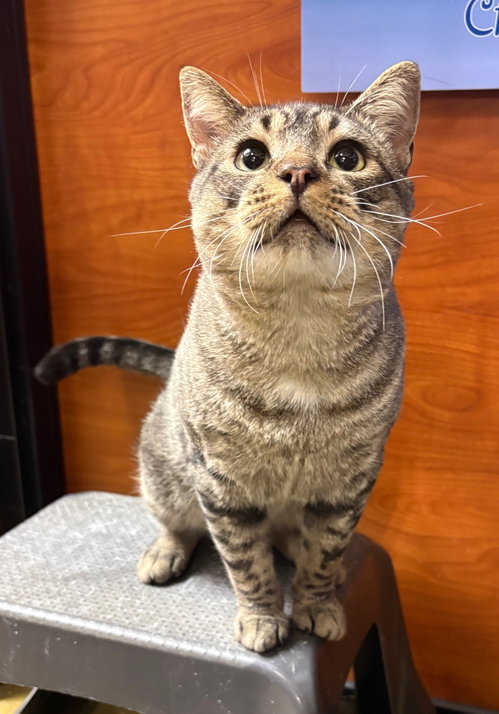 Lawson, Domestic Short Hair (short coat)