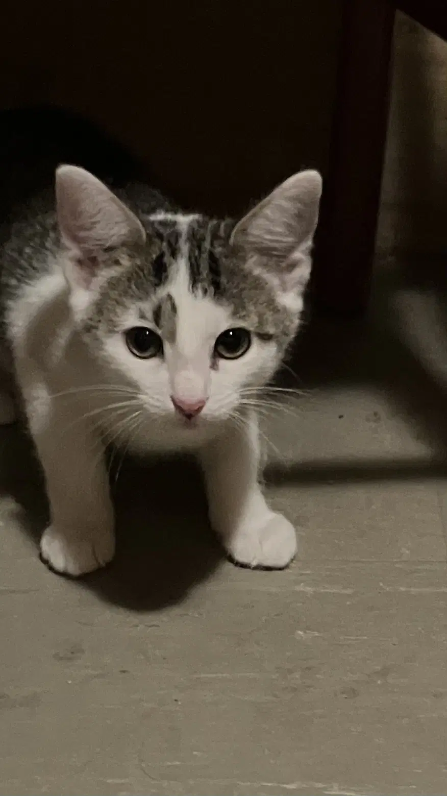 Loretta - Domestic Short Hair