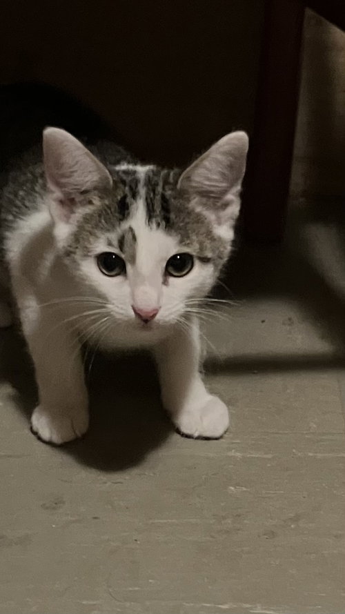 Loretta, a Domestic Short Hair (short coat) cat for adoption in Herndon, VA