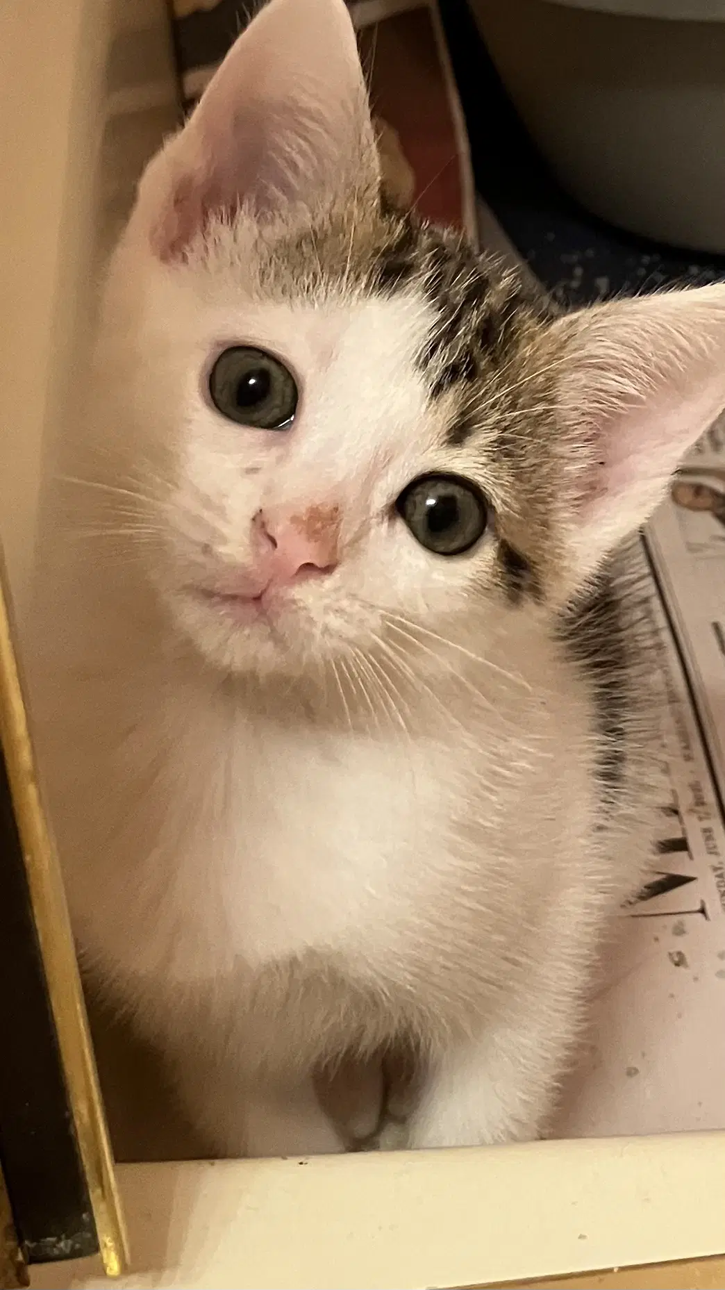 Dolly - Domestic Short Hair