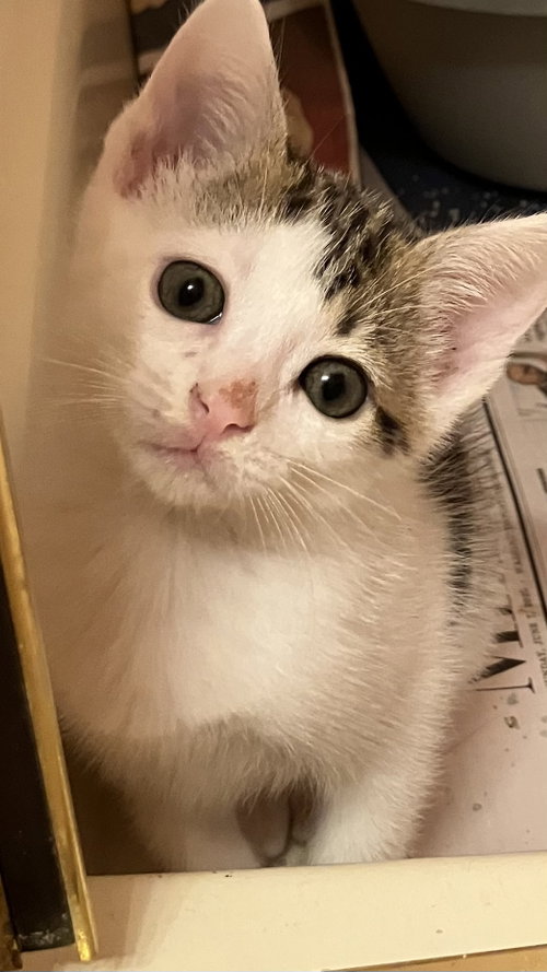 Dolly, a Domestic Short Hair (short coat) cat for adoption in Herndon, VA, photo 1 of 2