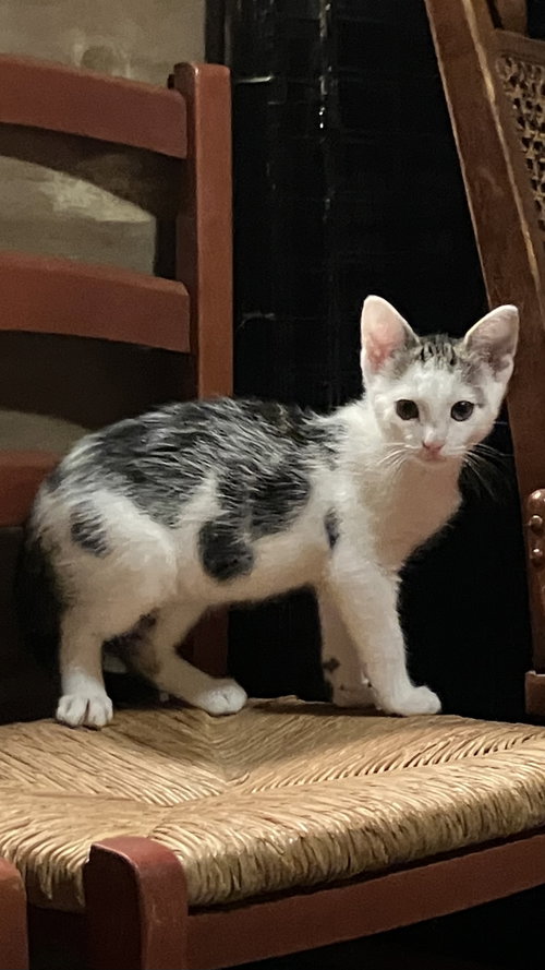 Hank, a Domestic Short Hair (short coat) cat for adoption in Herndon, VA