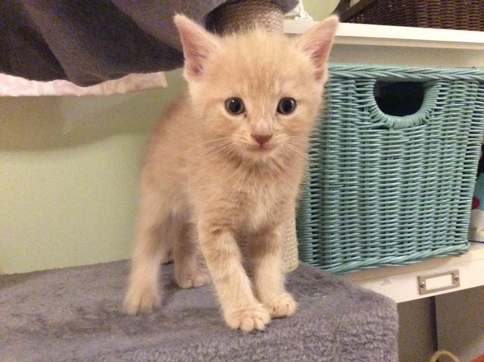 Tot - Domestic Short Hair