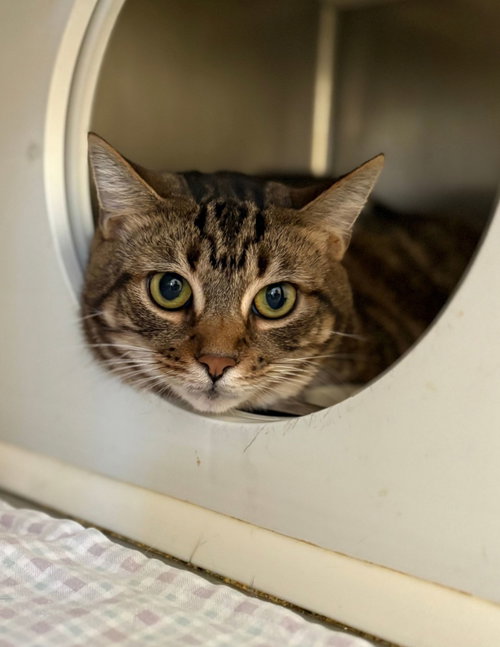 Penny, a Domestic Short Hair (short coat) cat for adoption in Herndon, VA