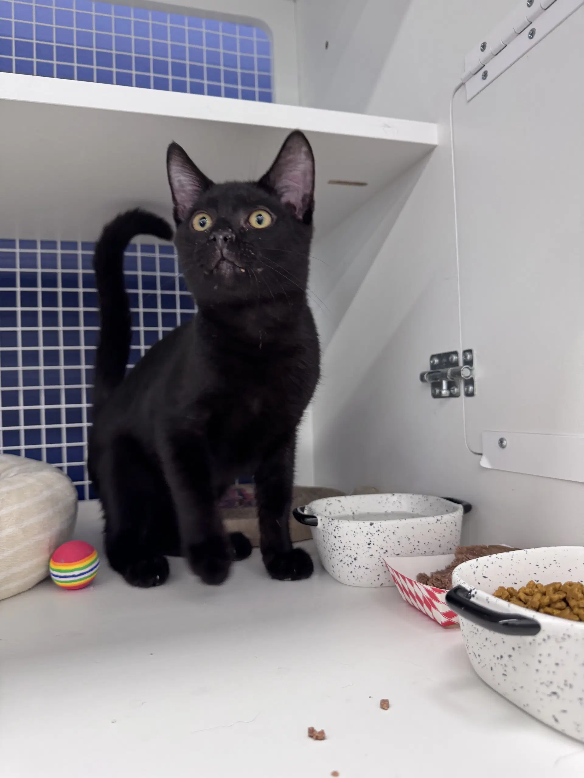 Tuck - Domestic Short Hair