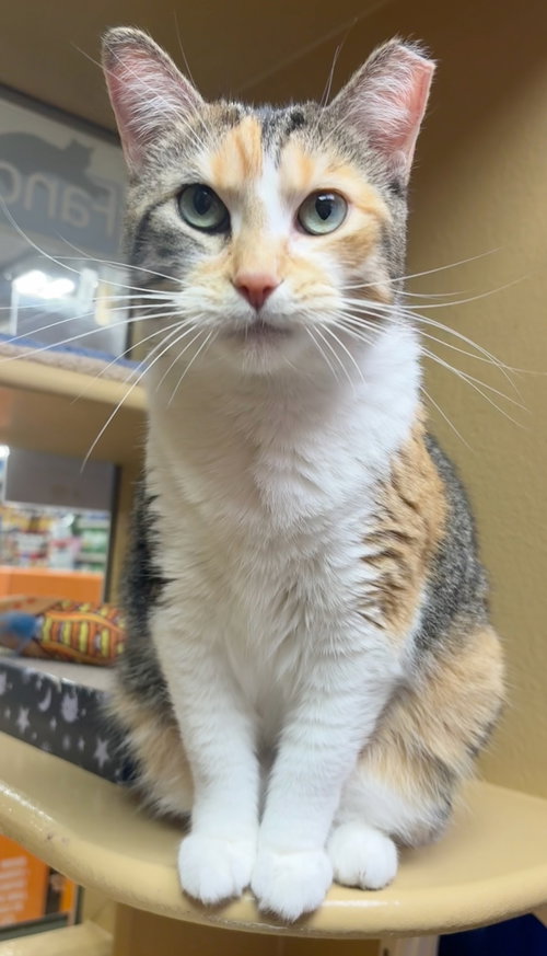 Dora, a Domestic Short Hair (short coat) cat for adoption in Herndon, VA, photo 1 of 4