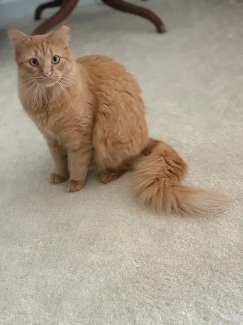 Ambrose - Domestic Medium Hair