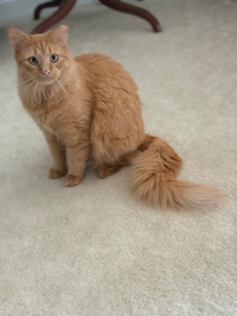 Ambrose, a Domestic Medium Hair (medium coat) cat for adoption in Herndon, VA
