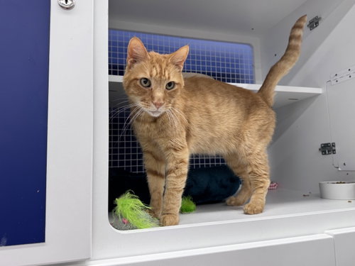 Fred, a Domestic Short Hair (short coat) cat for adoption in Herndon, VA, photo 1 of 3