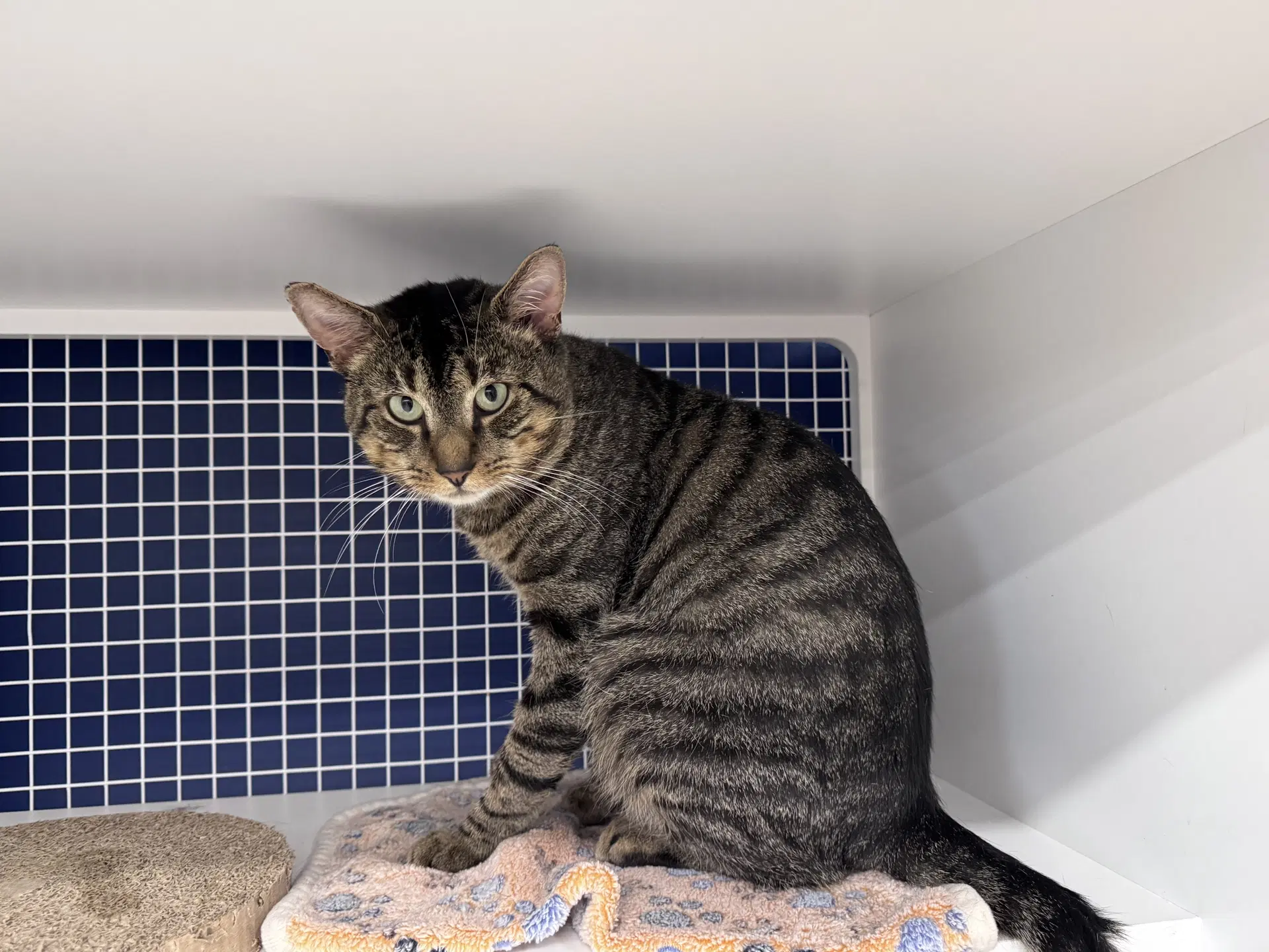 Monkey - Domestic Short Hair