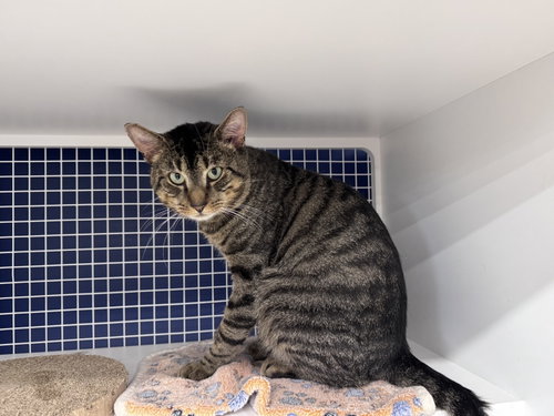 Monkey, a Domestic Short Hair (short coat) cat for adoption in Herndon, VA, photo 1 of 3