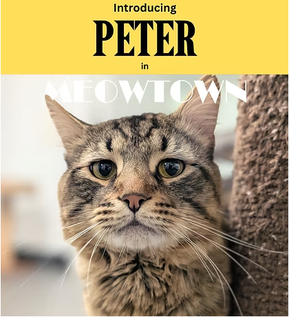 Peter, a Domestic Medium Hair (medium coat) cat for adoption in Herndon, VA, photo 1 of 4