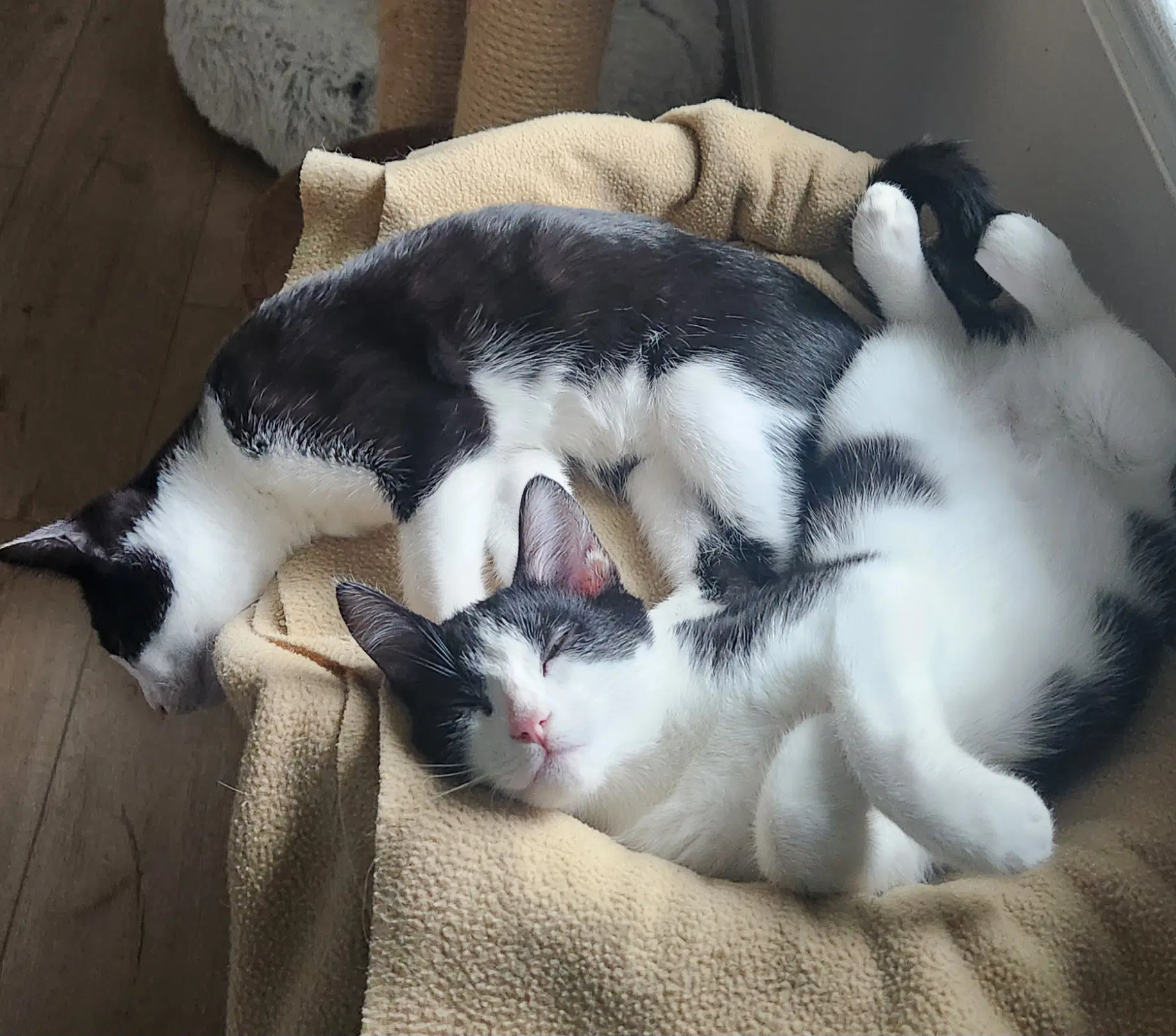 Gus  Shawn Bonded - Domestic Short Hair