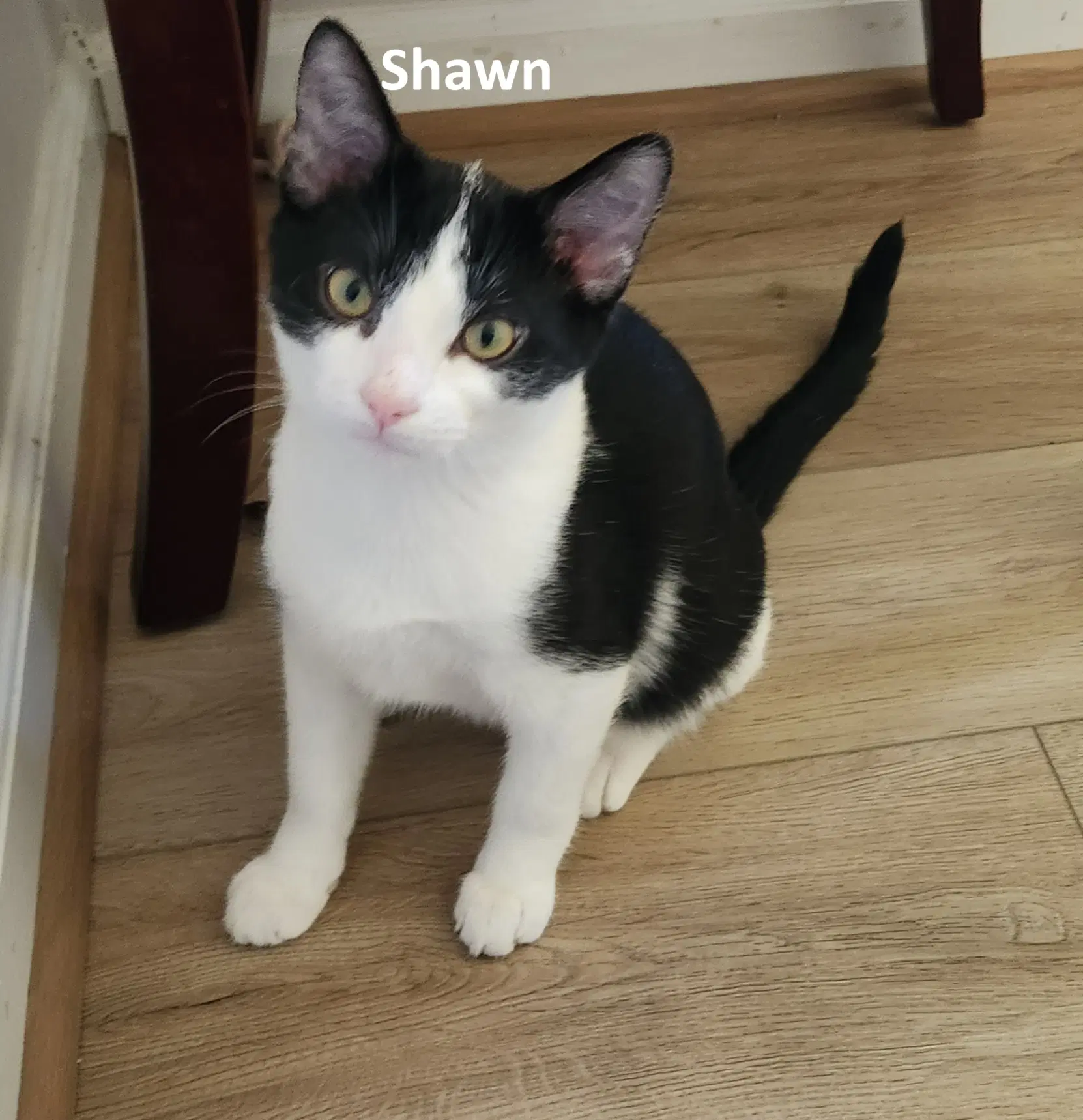 Gus  Shawn Bonded image 2