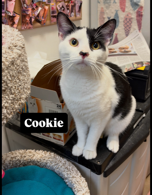 Cookie, a Domestic Short Hair / Mixed (short coat) cat for adoption in Herndon, VA