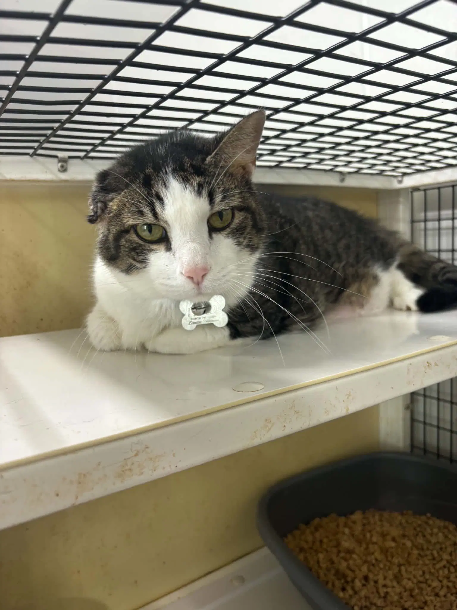 Cashew - Domestic Short Hair