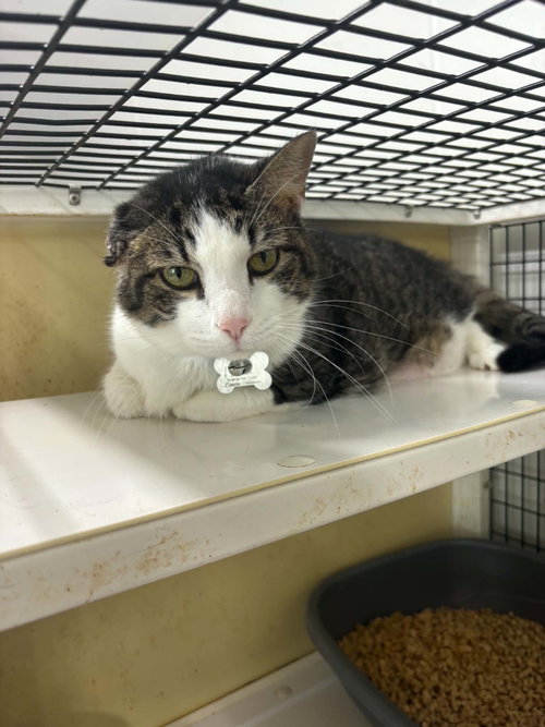 Cashew, Domestic Short Hair (short coat)