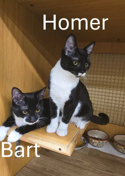 Homer  Bart Bonded image 1