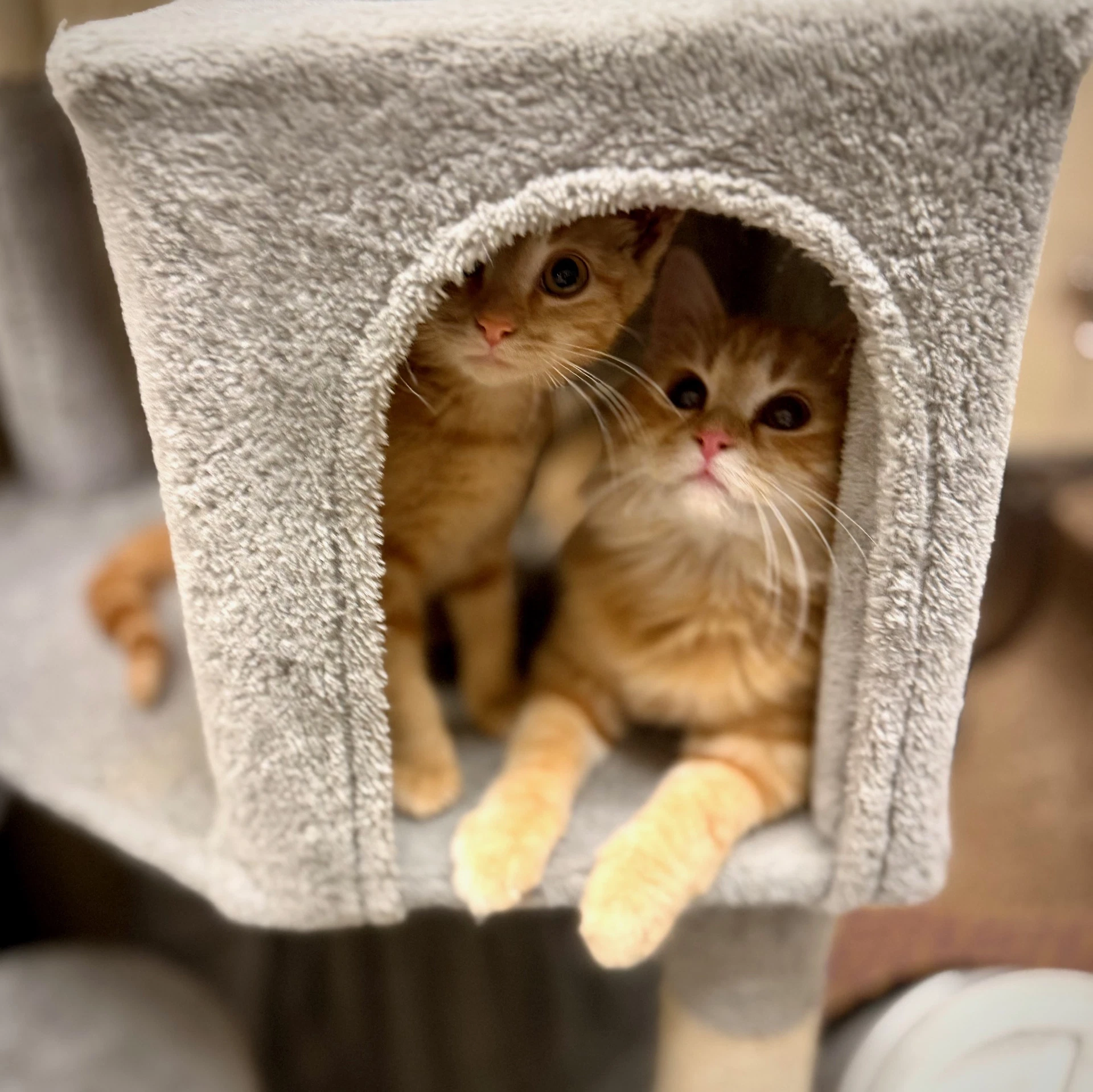 Freesia  Furbis Bonded