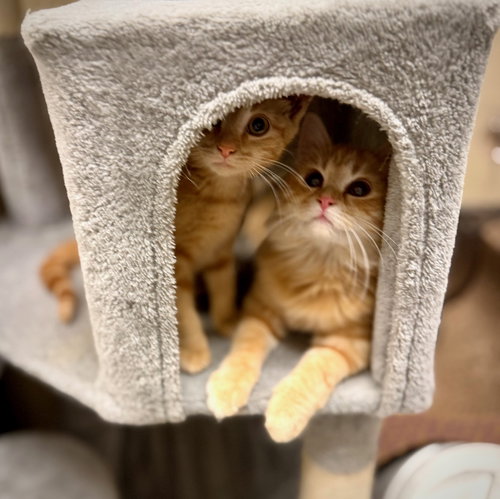 Freesia & Furbis *BONDED*, a Domestic Short Hair (short coat) cat for adoption in Herndon, VA, photo 1 of 4