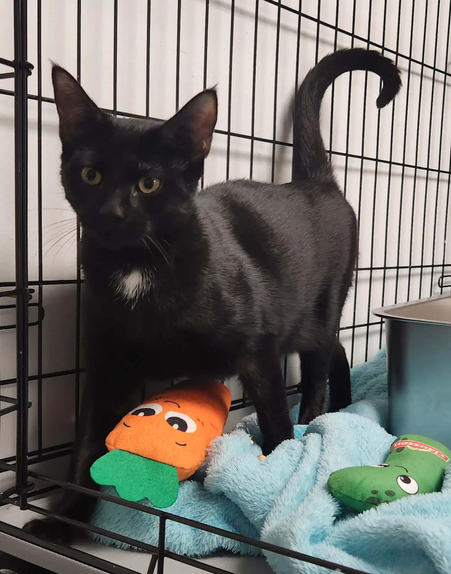 Gemini - Domestic Short Hair