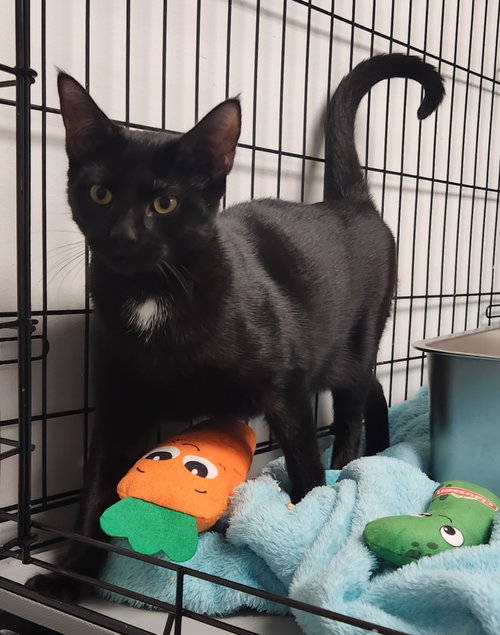 Gemini, a Domestic Short Hair (short coat) cat for adoption in Herndon, VA, photo 1 of 2