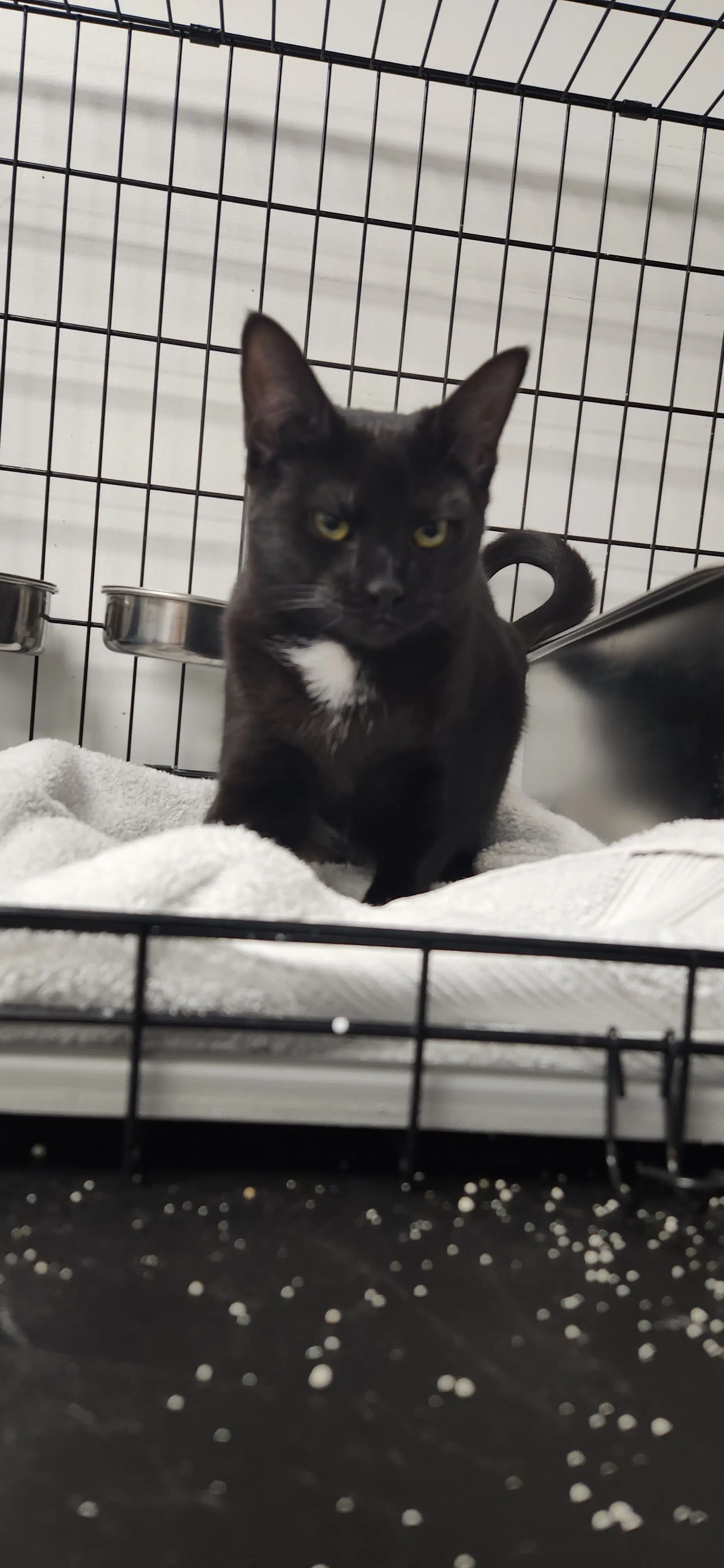 Libra - Domestic Short Hair