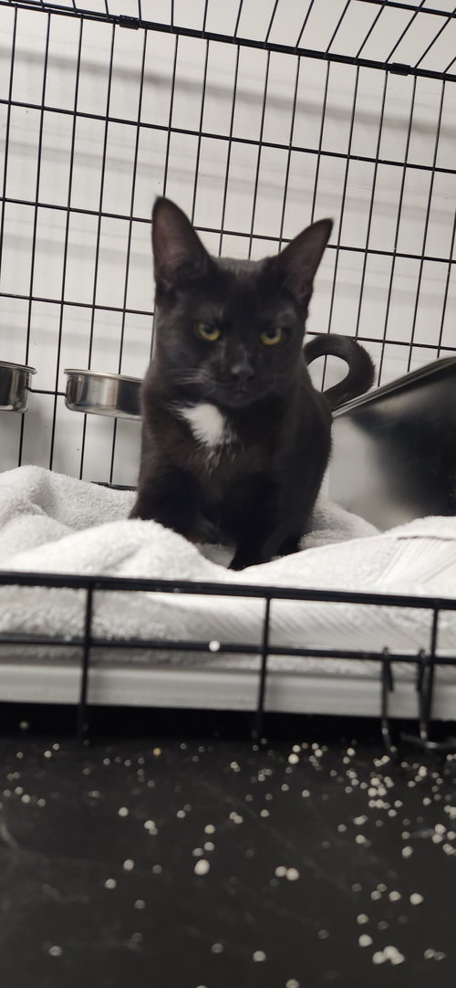 Libra, a Domestic Short Hair (short coat) cat for adoption in Herndon, VA