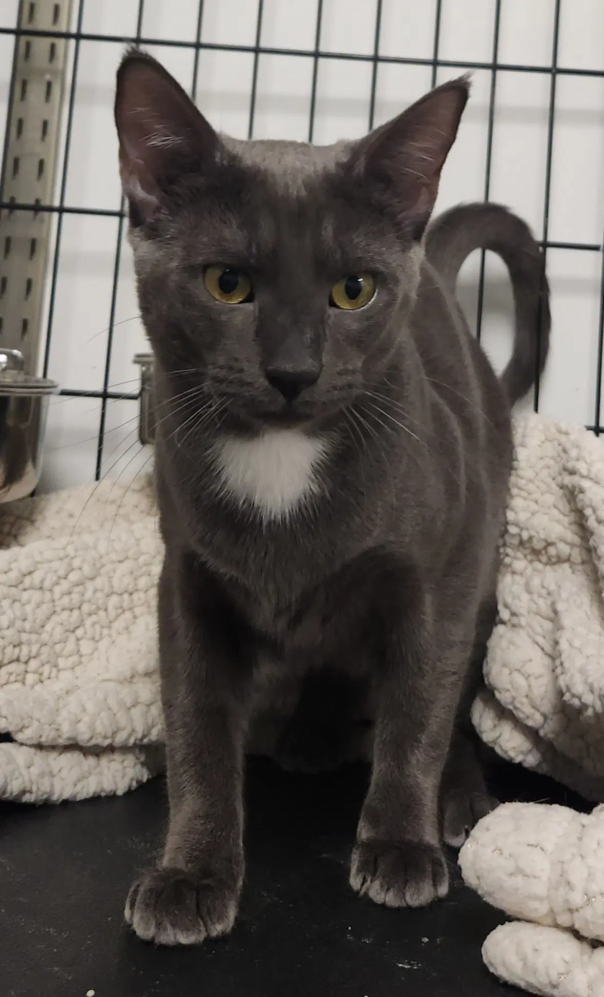 Virgo - Domestic Short Hair