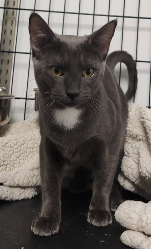 Virgo, a Domestic Short Hair (short coat) cat for adoption in Herndon, VA, photo 1 of 3