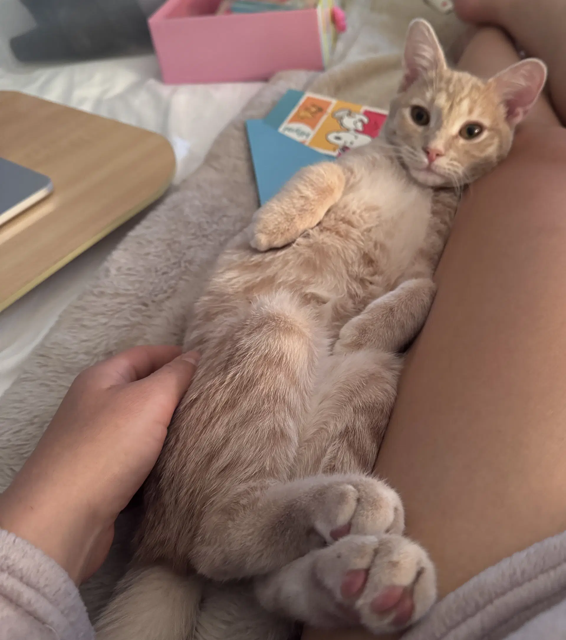 Sunflower - Domestic Short Hair