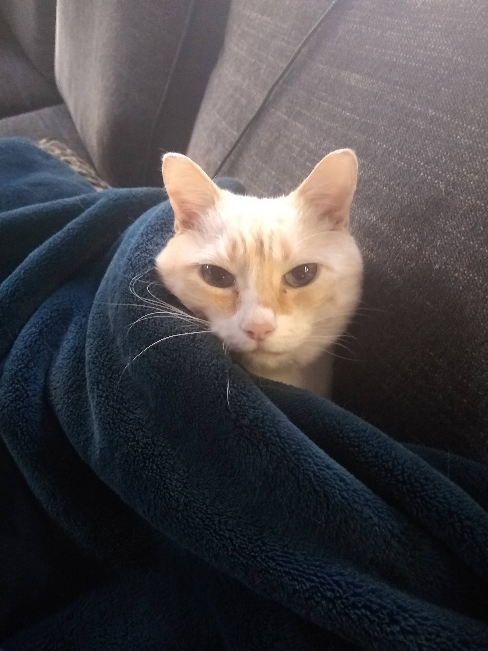 adoptable Cat in Herndon, VA named Gloria