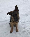 Bruno
