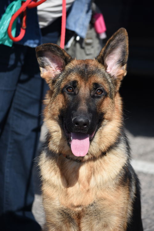 Bruno