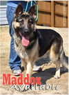 Maddox