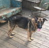 Buddy