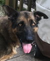 Buddy