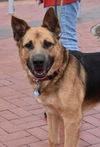 Bocephus