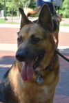 Bocephus