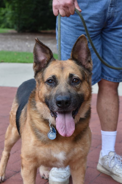 Bocephus