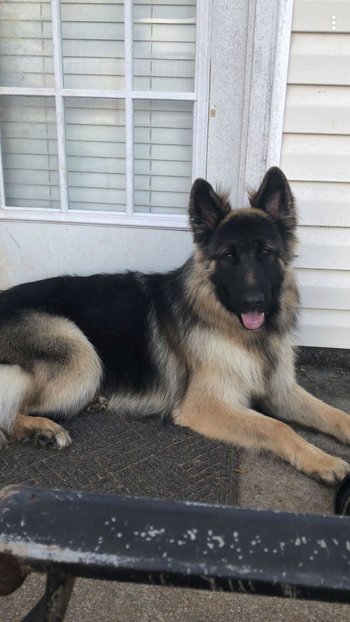 Brutus (CL)