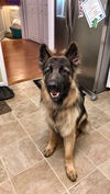 Brutus (CL)